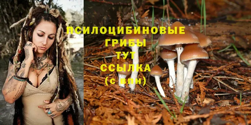 Псилоцибиновые грибы Cubensis  купить   Нытва 